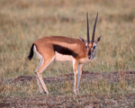 Thomson's Gazelle, Masai Mara, Kenya