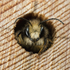 Osmia bicornis (m)