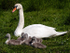 Mute Swan