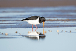 OysterCatcher - Haematopus ostralegus