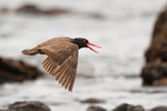 Blackish Oystercatcher calling in flight, Chile