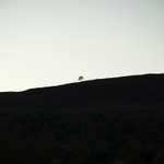 Lone scots pine Beauly