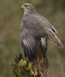 COMMON BUZZARD