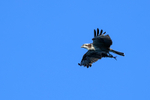 Flying Osprey carrying fish, Costa Rica