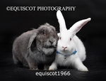 equiscot1966