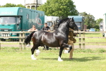 SBM_02195