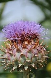 Private Gardens portfolio