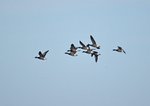Dark-bellied Brent Geese
