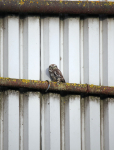 Little Owl in Somerset Farm yard