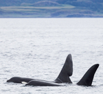 Orcas John Coe and Aquarius