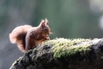 Red Squirrel 18
