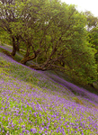 Bluebells P1020919 vertical