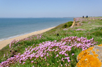 Clifftop Thrift / Sea Pinks - 7