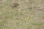 BVHT 140517 N-339