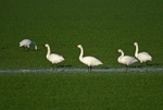 Bewick's Swan