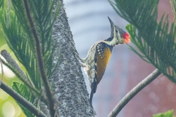 Black Rumped Flameback