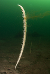 Feniculina quadrangularis