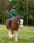 horses-10