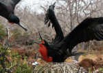 Male Frigatebirds attacking