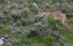 Male Puma