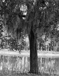 Trees  046