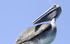 Pelican