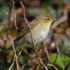 Chiffchaff perched on a branch along the coastal path at Durlston