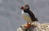 Puffin