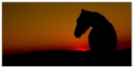 Wild Horses - 10