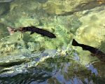 Coho Salmon - 3