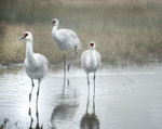 Sandhill Crane