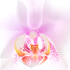 ORCHID STUDY