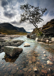 Glencoe Rowan Tree