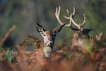 Red Deer