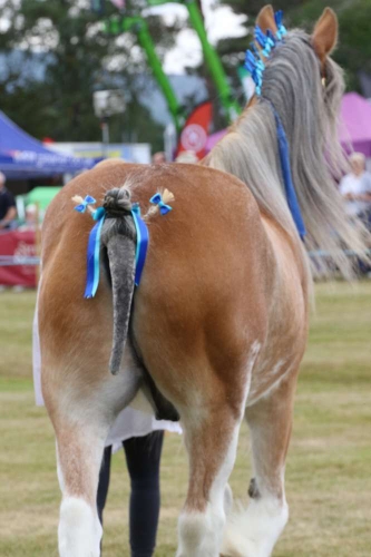 Clydesdale