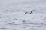 Masatierra Petrel flying rear view, Pacific Ocean, Chile