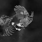 Print - Gold - Jan Sullivan - Mid-Air Encounter