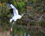 Wood Stork launches with stick, Wakodahatchee Wetlands, Florida