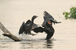 Neotropic Cormorants f...