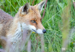 Young fox portrait