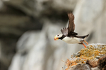 Horned Puffin take-off from rock, Duck Island, Alaska