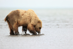 Brown Bear digging for clams at low tide, Silver Salmon Creek, Alaska