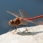 Common Darter