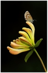 Silver Studded Blue on Wild Honeysuckle 3