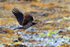 Hooded Crow in flight over seaweed on Mull