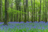 Dereen Woods in County Roscommon in Ireland