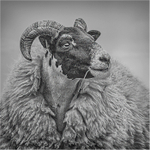 Sheep Portrait