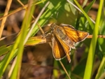 Lulworth Skipper