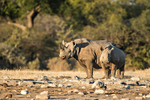 Black Rhino (cow & calf)