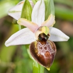Archipelago Orchid (Ophrys archipelagi